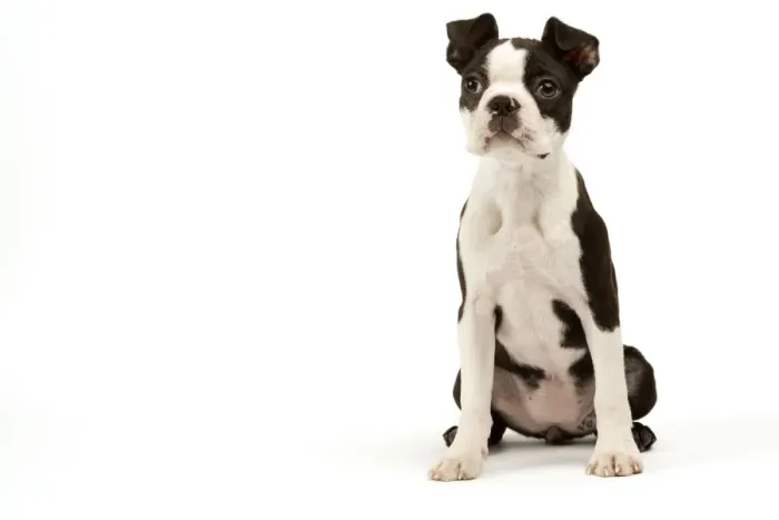 Framed Print : Dog - Boston Terrier Framed Print : Dog - Boston Terrier