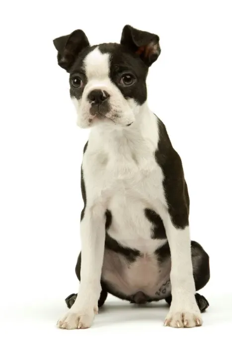 Framed Print : Dog - Boston Terrier Framed Print : Dog - Boston Terrier