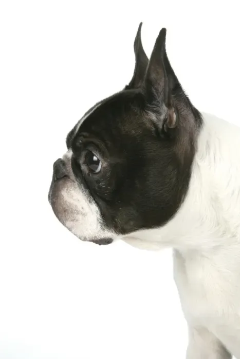 Framed Print : Dog - Boston Terrier Framed Print : Dog - Boston Terrier