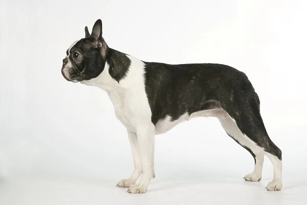 Dog - Boston Terrier
