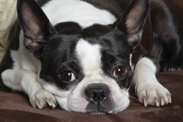 Framed Print : Dog - Boston Terrier Framed Print : Dog - Boston Terrier