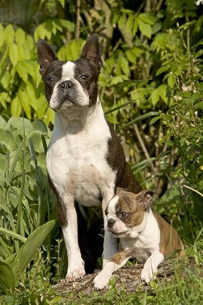 Dog - Boston Terrier adult & puppy