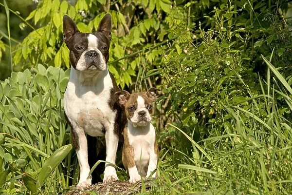 Dog - Boston Terrier, adult and puppy