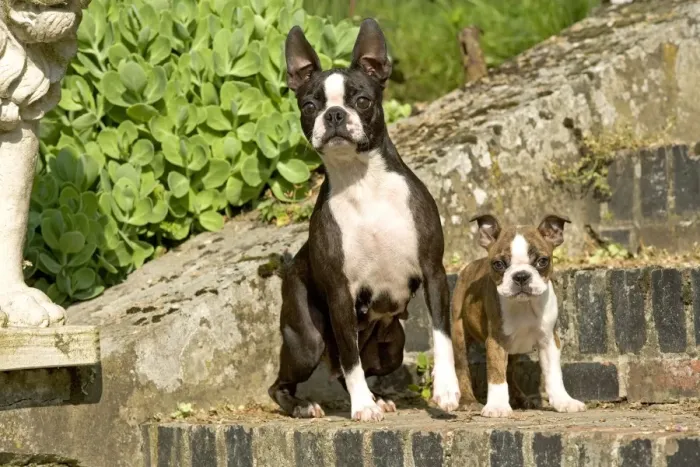 Framed Print : Dog - Boston Terrier adult and puppy Framed Print : Dog - Boston Terrier adult and puppy