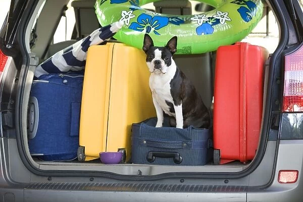 Dog - Boston Terrier in boot of car - going on holiday with family's luggage