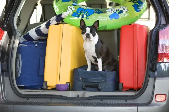 Framed Print : Dog - Boston Terrier in boot of car - going on holiday with family's luggage Framed Print : Dog - Boston Terrier in boot of car - going on holiday with family's luggage