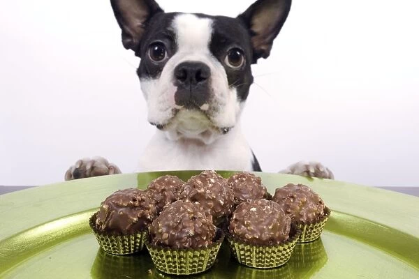 Dog - Boston Terrier - with chocolate cakes