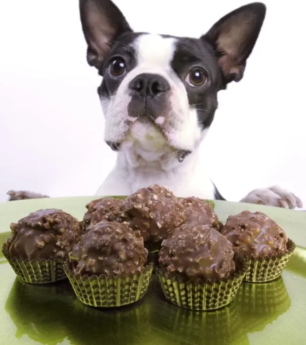 Framed Print : Dog - Boston Terrier - with chocolate cakes Framed Print : Dog - Boston Terrier - with chocolate cakes