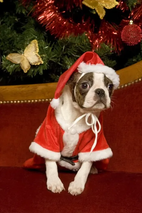 Framed Print : Dog - Boston Terrier with Christmas decorations Framed Print : Dog - Boston Terrier with Christmas decorations