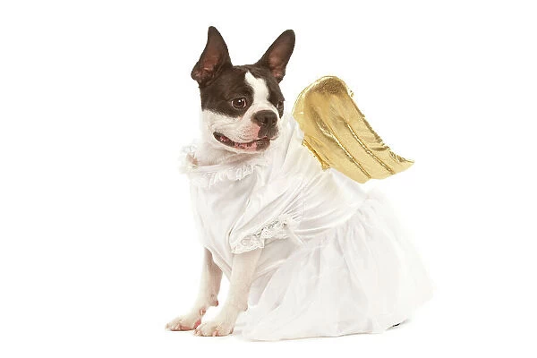 Dog - Boston Terrier dressed up in angel outfit