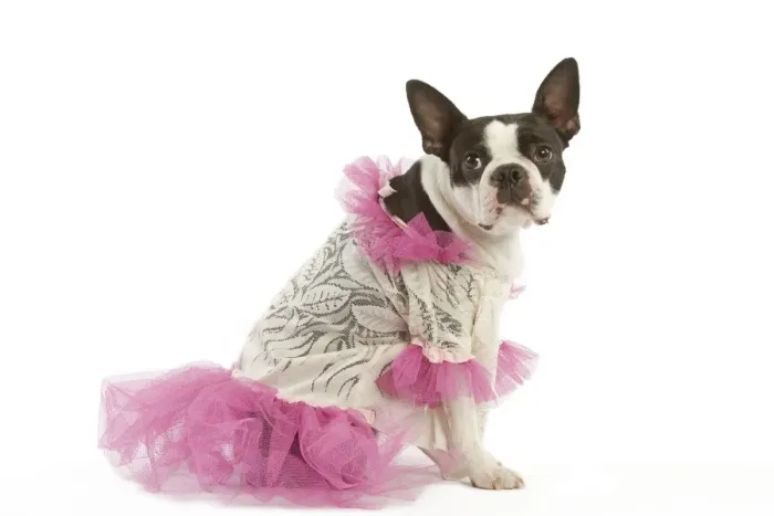 Framed Print : Dog - Boston Terrier dressed up in pink dress Framed Print : Dog - Boston Terrier dressed up in pink dress