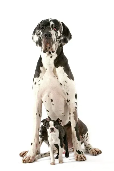 Boston Terrier with Great Dane Print Puppies Art Prints