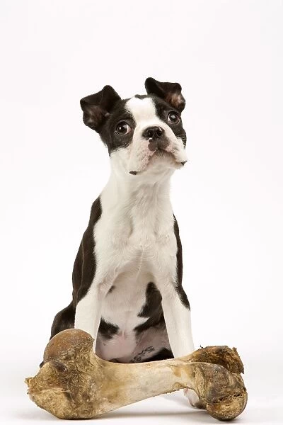 DOG - Boston Terrier with large bone