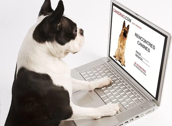 Dog - Boston Terrier looking at laptop
