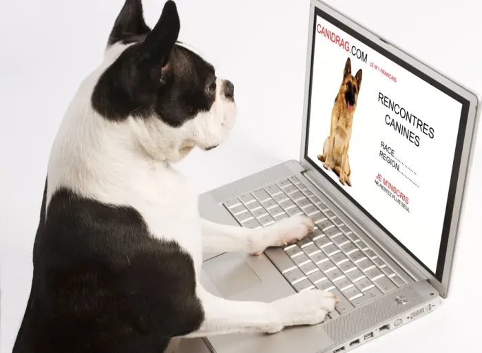 Framed Print : Dog - Boston Terrier looking at laptop Framed Print : Dog - Boston Terrier looking at laptop