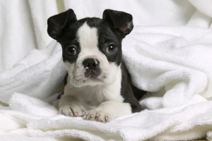Framed Print : Dog - Boston Terrier - lying down in towel Framed Print : Dog - Boston Terrier - lying down in towel