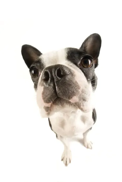 Framed Print : Dog - Boston Terrier Manipulated: Spherized Framed Print : Dog - Boston Terrier Manipulated: Spherized