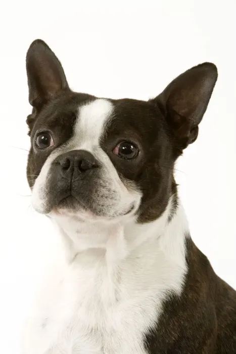 Framed Print : Dog - Boston Terrier portrait Framed Print : Dog - Boston Terrier portrait