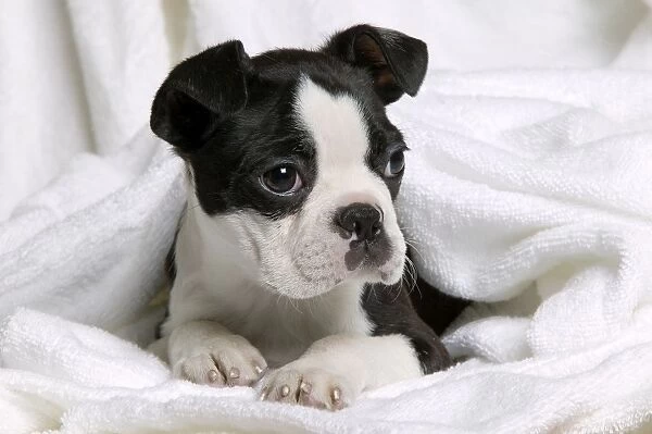 Dog - Boston Terrier puppy lying in towel