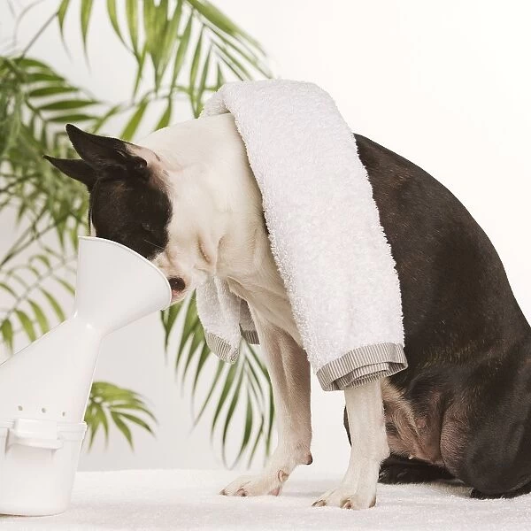 Dog - Boston Terrier - receiving steam therapy pet pampering
