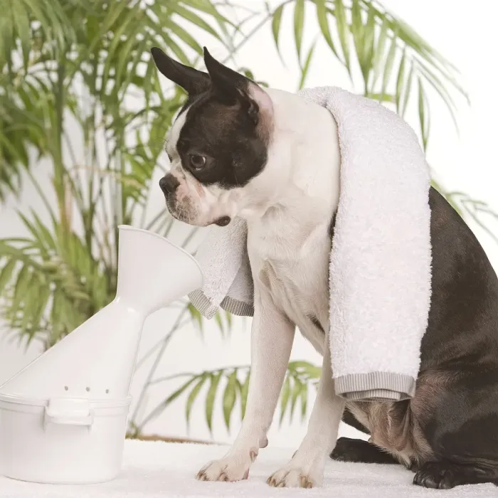 Framed Print : Dog - Boston Terrier - receiving steam therapy pet pampering Framed Print : Dog - Boston Terrier - receiving steam therapy pet pampering