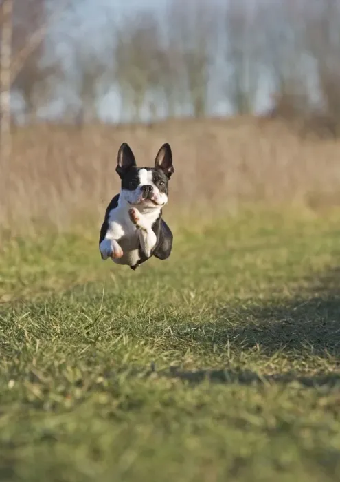 Framed Print : Dog - Boston Terrier - running, in mid-air Framed Print : Dog - Boston Terrier - running, in mid-air