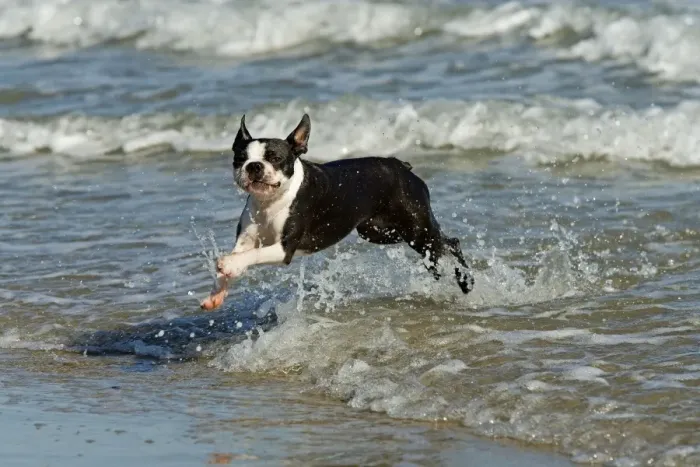Framed Print : Dog - Boston Terrier running in sea Framed Print : Dog - Boston Terrier running in sea