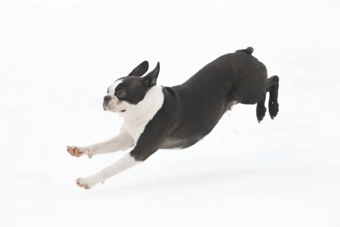 Framed Print : Dog - Boston Terrier running in snow Framed Print : Dog - Boston Terrier running in snow
