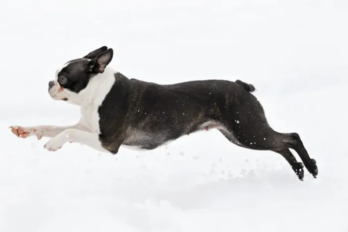 Framed Print : Dog - Boston Terrier running in snow Framed Print : Dog - Boston Terrier running in snow