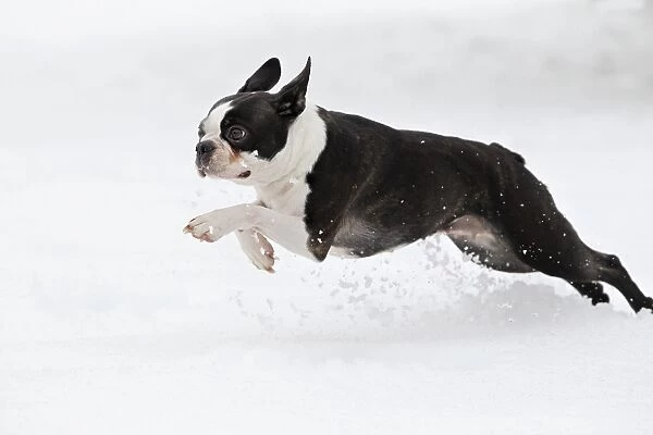 Dog - Boston Terrier running in snow