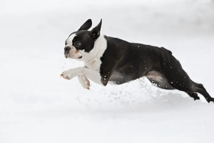 Framed Print : Dog - Boston Terrier running in snow Framed Print : Dog - Boston Terrier running in snow