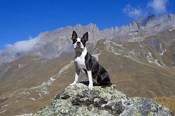 Dog - Boston Terrier sitting amongst mountain scenery