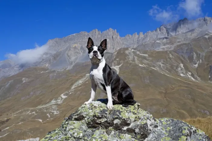 Framed Print : Dog - Boston Terrier sitting amongst mountain scenery Framed Print : Dog - Boston Terrier sitting amongst mountain scenery