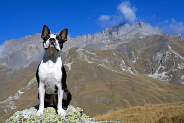 Framed Print : Dog - Boston Terrier sitting amongst mountain scenery Framed Print : Dog - Boston Terrier sitting amongst mountain scenery