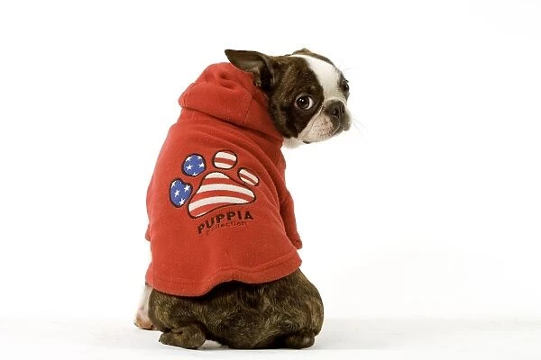 Dog - Boston Terrier sitting down wearing hooded sweatshirt