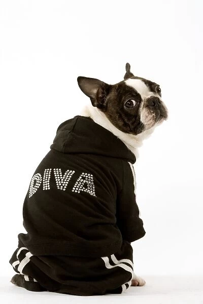 Dog - Boston Terrier sitting down wearing hooded Diva sweatshirt