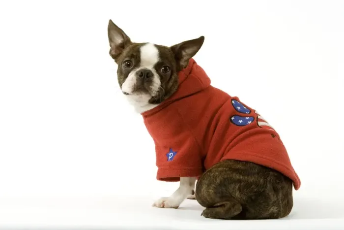 Framed Print : Dog - Boston Terrier sitting down wearing hooded sweatshirt Framed Print : Dog - Boston Terrier sitting down wearing hooded sweatshirt