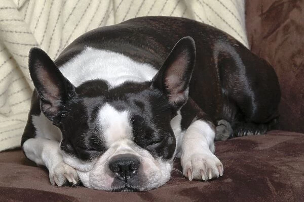 Dog - Boston Terrier - sleeping