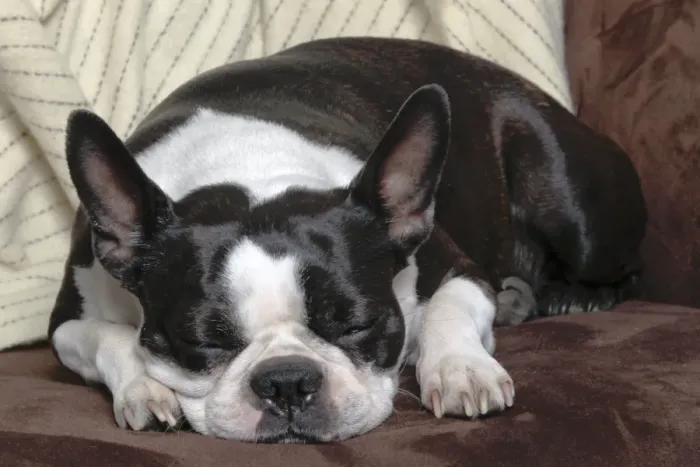 Framed Print : Dog - Boston Terrier - sleeping Framed Print : Dog - Boston Terrier - sleeping