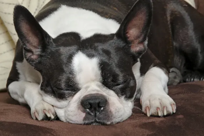Framed Print : Dog - Boston Terrier - sleeping Framed Print : Dog - Boston Terrier - sleeping