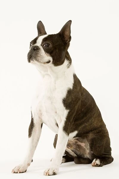 Dog - Boston Terrier standing up