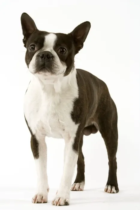 Framed Print : Dog - Boston Terrier standing up Framed Print : Dog - Boston Terrier standing up