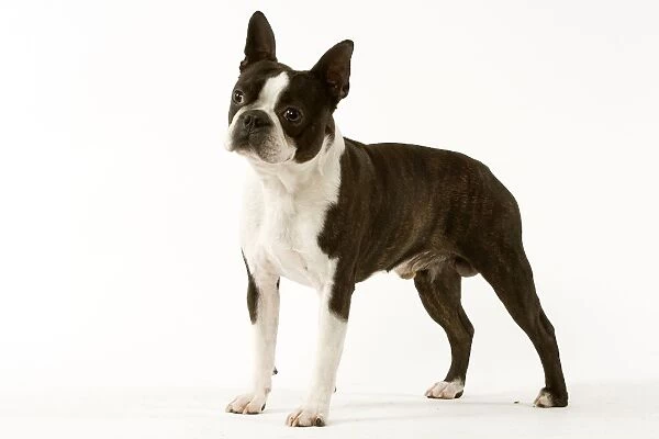 Dog - Boston Terrier standing up