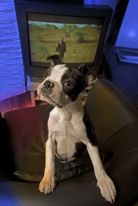 Framed Print : Dog - Boston Terrier standing on chair with television behind Framed Print : Dog - Boston Terrier standing on chair with television behind