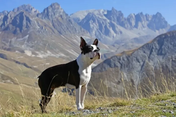 Framed Print : Dog - Boston Terrier standing in mountain scenery Framed Print : Dog - Boston Terrier standing in mountain scenery