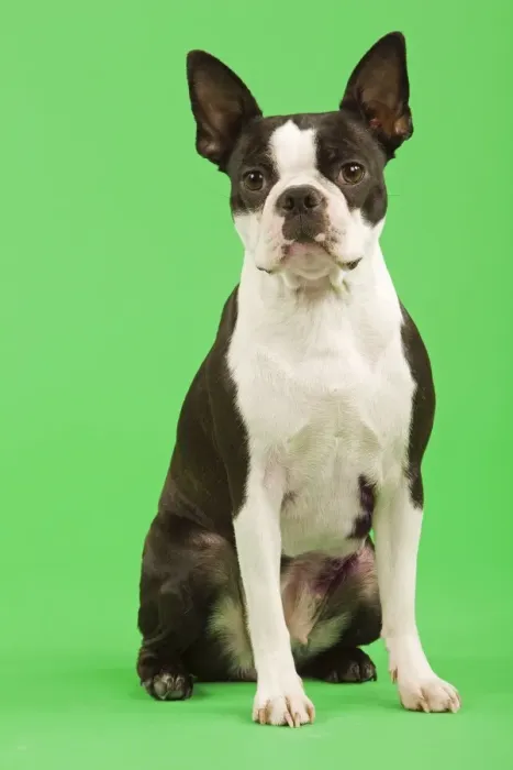 Framed Print : Dog - Boston Terrier in studio with green background Framed Print : Dog - Boston Terrier in studio with green background