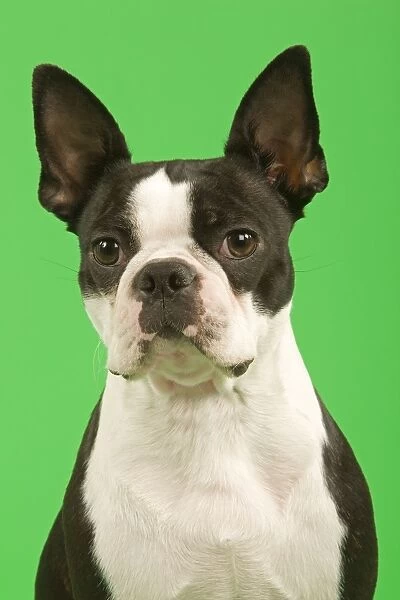 Dog - Boston Terrier in studio with green background