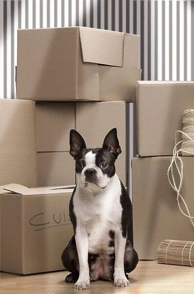 Dog - Boston Terrier surrounded by packing boxes