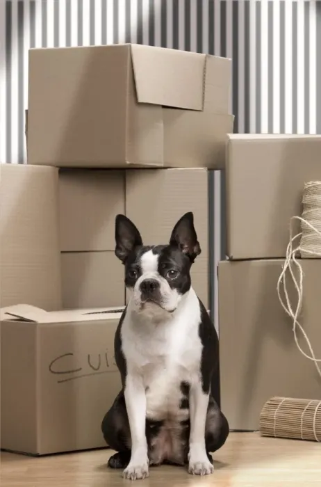 Framed Print : Dog - Boston Terrier surrounded by packing boxes Framed Print : Dog - Boston Terrier surrounded by packing boxes