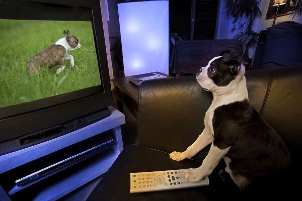 Dog - Boston Terrier watching dogs on television